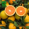 清江脐橙纽荷尔长阳岩松坪橙子新鲜水果当季5斤/10斤装现摘批发