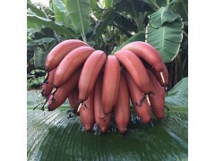 5斤装包邮】广西红美人香蕉红皮香蕉产地直发约10根