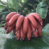 5斤装包邮】广西红美人香蕉红皮香蕉产地直发约10根