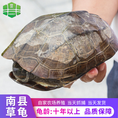 和滨 中华草龟十年生以上 野生乌龟 食用成年乌龟 养殖场供应批发
