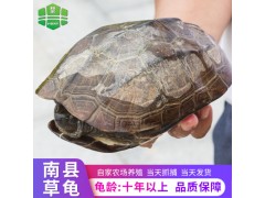 和滨 中华草龟十年生以上 野生乌龟 食用成年乌龟 养殖场供应批发