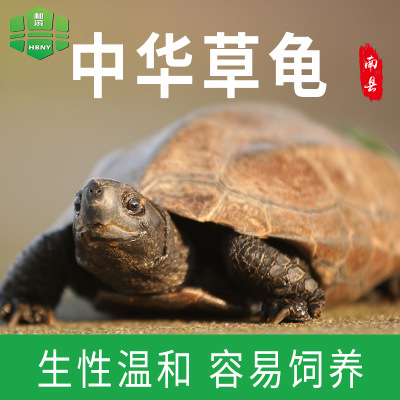 供应批发和滨南县草龟3斤只食用乌龟养殖基地场