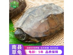 和滨 中华草龟五年生 食用乌龟成年乌龟 养殖场供应批发