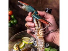 鲜活澳洲龙虾成品海鲜水产鲜活超大水产生猛生鲜澳洲龙虾成品大苗