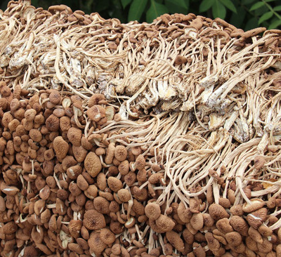 古田特产茶树菇 大量批发零售 南北干货 不开伞茶树菇 250克