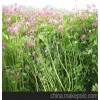 紫云英，种子，红花草籽，土肥，绿肥