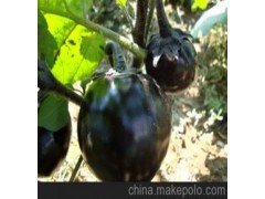 黑大帅圆茄--品质佳、膨果快、亮度好、抗病强