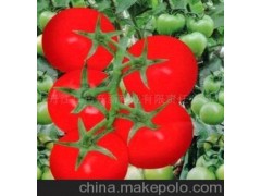 农作物种子、种苗供应番茄种子 胜达，欢迎洽谈