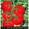 农作物种子、种苗供应番茄种子 胜达，欢迎洽谈