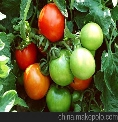 番茄种子--金福