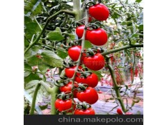 小番茄種子--圣粉（珍珠番茄）F1
