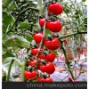 小番茄种子--圣粉（珍珠番茄）F1
