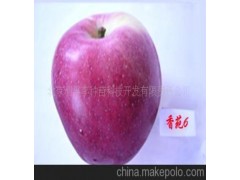 供应香苑6早熟矮生短枝苹果苗