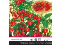 供应荷兰进口营养型番茄种子“红曼丽番茄”