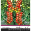 供应优质特种番茄种子“串串红番茄”
