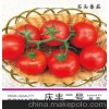 供应高档西红柿种子，高抗病毒番茄种子“庆丰二号番茄种子”
