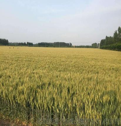 高产麦种大穗小麦山科麦2000