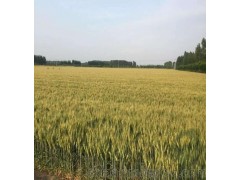 高产麦种大穗小麦山科麦2000