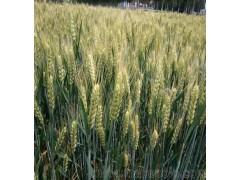 高产麦种超高产麦种德抗961