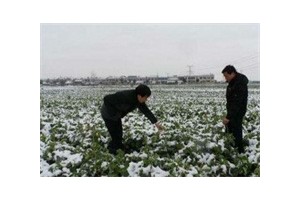农业部紧急部署低温雨雪天气防范工作