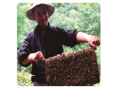 湖南蜜蜂哥哥 中蜂 种蜂 蜂群 蜂王
