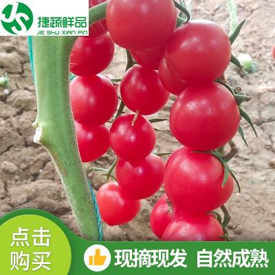 批發應季新鮮水果綠色蔬菜番茄圣女果小西紅柿超市采購小西紅柿