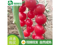 批发应季新鲜水果绿色蔬菜番茄圣女果小西红柿超市采购小西红柿