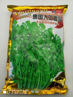 泰国大叶香菜种子 泰国进口 大叶抗热耐寒四季播蔬菜芫荽种子一斤