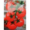中研红1号番茄种子|耐热抗青枯病越夏秋延番茄种子 西红柿1000粒