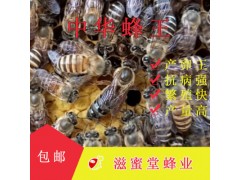 滋蜜堂中蜂蜂王蜂種 蜂場直供養殖活體蜜蜂 野生蜜蜂阿壩王產卵王