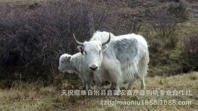 高原牦牛养殖项目 甘南玛曲牦牛 阿坝牦牛 天祝白牦牛