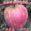 云南昭通丑苹果红富士生鲜水果批发非盐源阿克苏糖心苹果一件代发