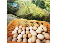 农家土鸡蛋桑林鸡蛋跑山鸡蛋整箱礼盒装40枚egg营养鸡蛋一件代发
