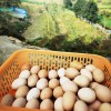 农家土鸡蛋桑林鸡蛋跑山鸡蛋整箱礼盒装40枚egg营养鸡蛋一件代发