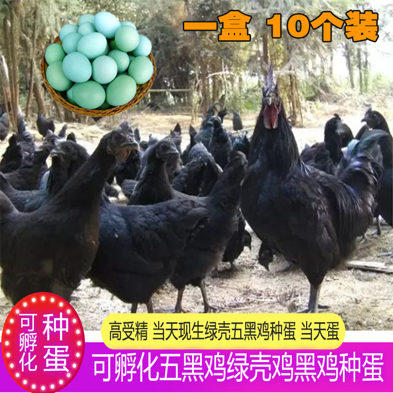 可孵化受精卵蛋土鸡五黑鸡种蛋受精蛋五黑一绿鸡种蛋孵化黑凤乌鸡