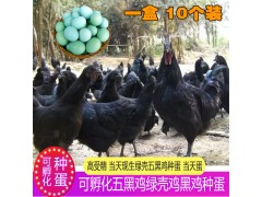 可孵化受精卵蛋土鸡五黑鸡种蛋受精蛋五黑一绿鸡种蛋孵化黑凤乌鸡