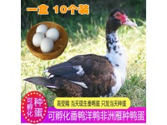 洋鸭蛋可孵化番鸭种蛋受精蛋红脸美洲雁小黄鸭农场黑洋鸭受精种蛋