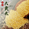 包邮延边大黄米当季新米黄金小米 色泽金黄小米袋装1斤