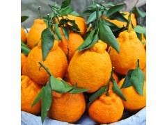 【现货】四川不知火丑橘新鲜当季水果橘子丑八怪柑橘丑柑