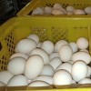 东北土鸭常年提供鸭蛋白皮大蛋单枚85g+双黄蛋量大询价厂家直销
