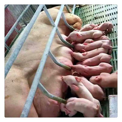 长白二元三元仔猪大体型瘦肉育种母猪农牧场散养产奶长白杂交种猪
