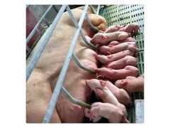 长白二元三元仔猪大体型瘦肉育种母猪农牧场散养产奶长白杂交种猪