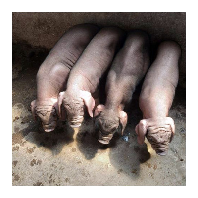 太湖母猪育种猪苗幼崽 大体型瘦肉散养型农牧场杂交育种太湖母猪