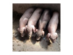 太湖母豬育種豬苗幼崽 大體型瘦肉散養型農牧場雜交育種太湖母豬