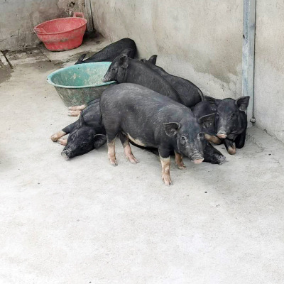 农牧场散养大体型北京黑猪 育种黑猪苗小猪幼崽公母瘦肉北京黑猪