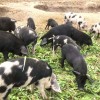 农家供应批发牧草养料种猪藏香猪怀黑猪一头起批