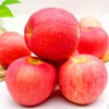 【X20】红富士苹果1斤 现摘应季苹果新鲜水果
