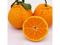 当季新鲜不知火丑橘新鲜水果5斤装整箱包邮现货批发