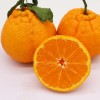 當季新鮮不知火丑橘新鮮水果5斤裝整箱包郵現貨批發