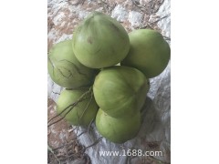 海南青椰子嫩肉新鮮椰子帶皮特產熱帶懷孕綠色水果2 4 6個裝代發